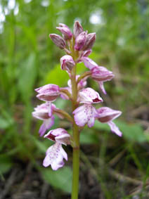 Orchis purpurea